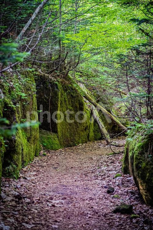 北海道　支笏湖　苔の回廊 北海道,hokkaido,支笏湖の写真素材