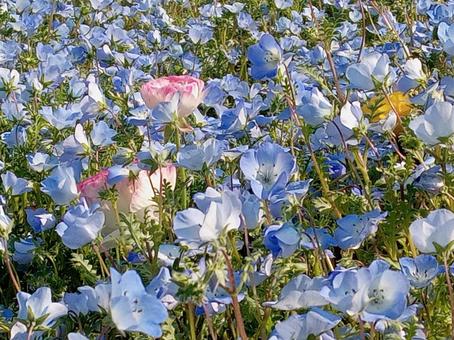 Nemophila, JPG