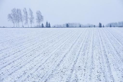 初雪が積もる畑 初雪が積もる畑 もや,畑,林の写真素材
