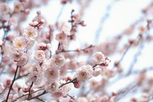 梅の花 梅の花の写真