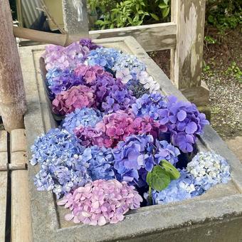 花手水 花手水 あじさい,風景,アジサイの写真素材