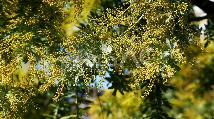 寒風に耐えて開花を待つミモザ ミモザ,ギンヨウアカシア,花の写真素材