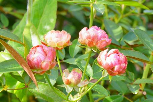 バラ・ラディッシュ バラ・ラディッシュ,花,ピンクの写真素材