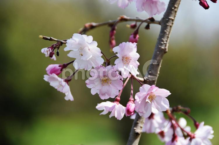 桜（枝垂桜・シダレザクラ） 桜,枝垂桜,花見の写真素材