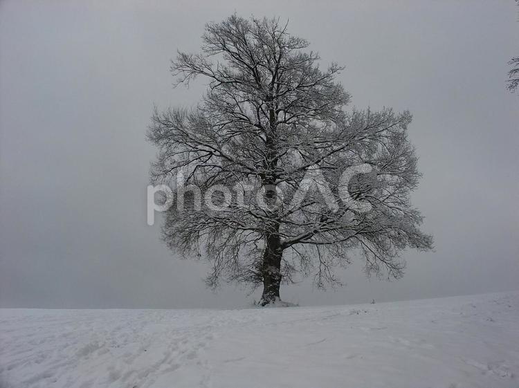 雪の中の一本の木 雪景色,木,一本の写真素材