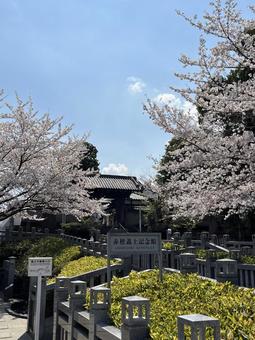 Spring colors at Sengakuji Temple, JPG Spring colors at Sengakuji Temple, JPG