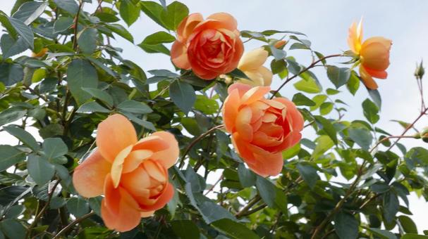 【花の写真】ばらの花 rose,植物,園芸の写真素材