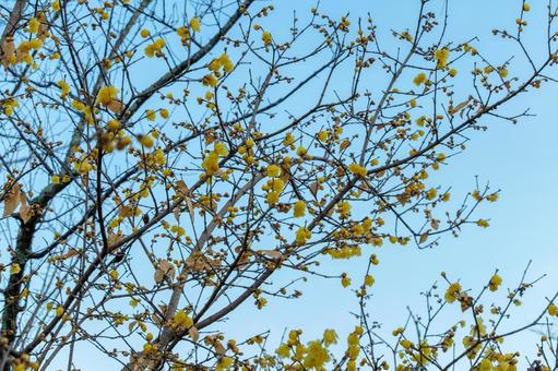 青空に映える蝋梅の花 青空に映える蝋梅の花 蝋梅,花,花びらの写真素材