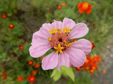 【花の写真】 ヒャクニチソウ（百日草）の写真