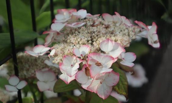 沢紫陽花 沢紫陽花の写真