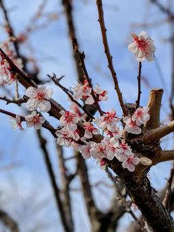 早咲きの桜 早咲きの桜の写真