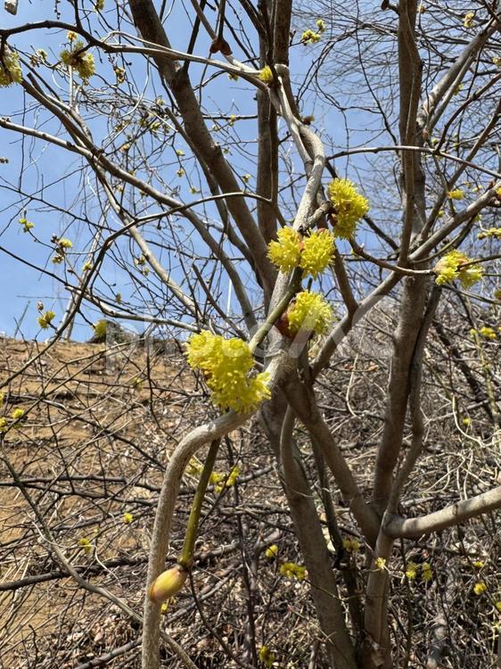 北熊井城跡のサンシュユ サンシュユ,花,黄色の写真素材