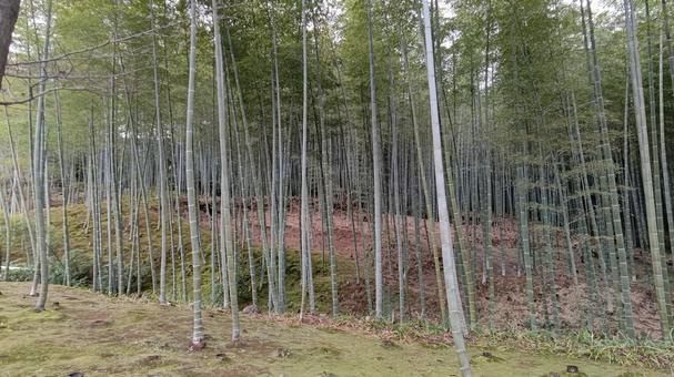 竹林 竹林の写真