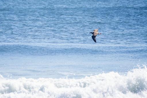 ウミネコの若鳥⑻ ウミネコの若鳥⑻の写真