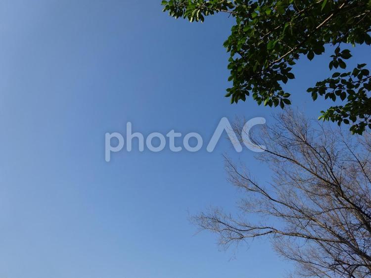木の枝と青空 枝,木,青空の写真素材