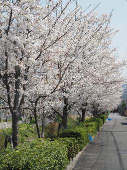 満開の桜 満開の桜の写真