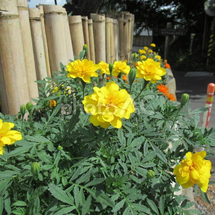 民家の花壇に植えられたマリーゴールド 花,植物,マリーゴールドの写真素材