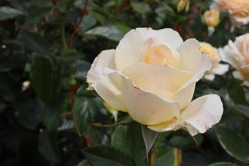 バラ園で白い薔薇を撮った写真です バラ園で白い薔薇を撮った写真ですの写真