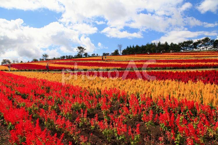 秋の花、ケイトウの丘（栃木那須） 花,ケイトウ,花の丘の写真素材