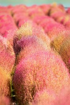 大分県　るるパークのコキア 晩秋,11月,ビーナスラインの写真素材