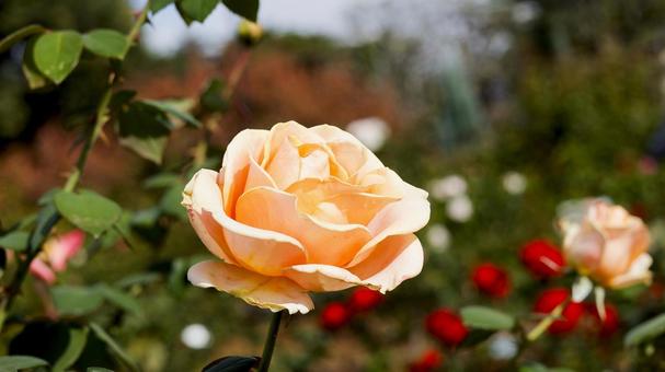 【花の写真】ばらの花 rose,植物,園芸の写真素材