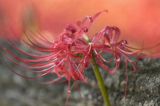 秩父巾着田に咲く曼珠沙華の花 秩父巾着田に咲く曼珠沙華の花の写真