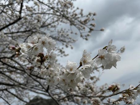 春の桜 春の桜の写真