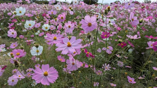 コスモス畑 コスモス畑,秋桜,コスモスの写真素材