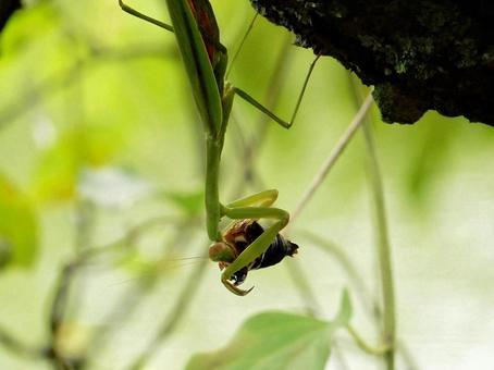 【昆虫写真】カマキリ 【昆虫写真】カマキリ カマキリ,蟷螂,鎌切の写真素材