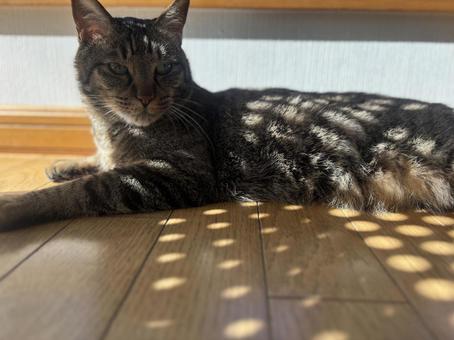 Cat sunbathing brown tabby, JPG Cat sunbathing brown tabby, JPG