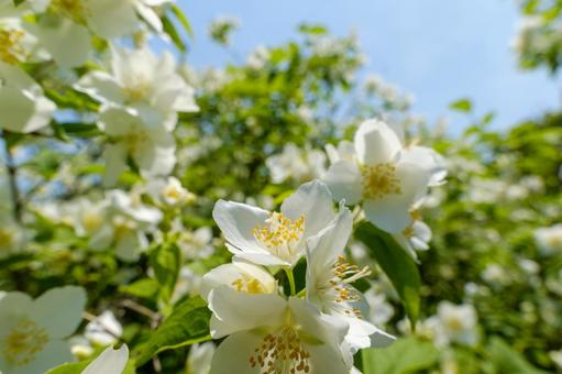 初夏の陽光に輝くバイカウツギの花 初夏の陽光に輝くバイカウツギの花の写真