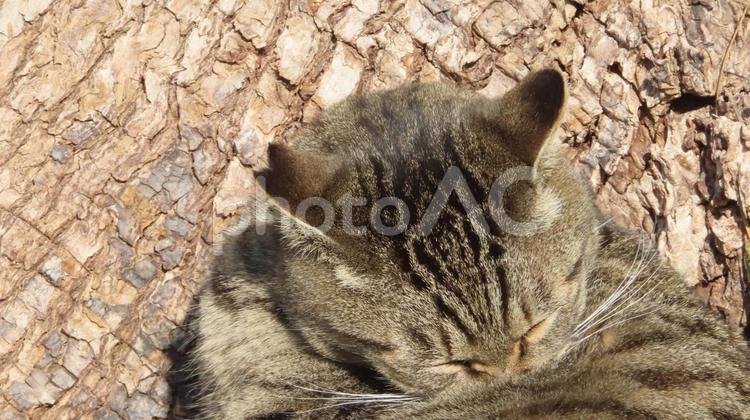 大木の根元でお昼寝するモフモフで可愛い猫 猫,キジトラ,顔の写真素材