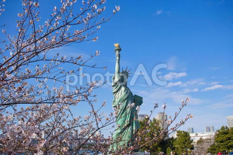 桜と自由の女神像 桜,花,植物の写真素材