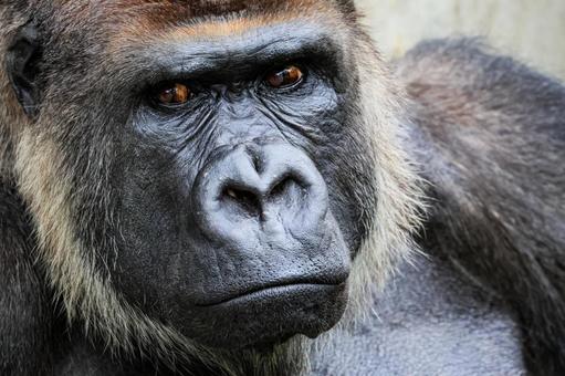 ニシゴリラ ニシゴリラ ニシゴリラ,ニシローランドゴリラ,アフリカの写真素材