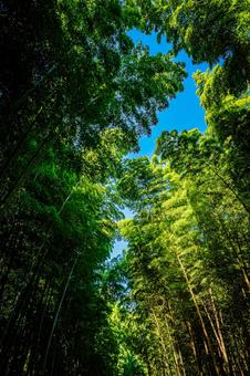 栃木県　竹林 栃木,栃木県,宇都宮市の写真素材