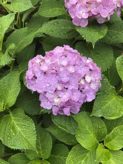 紫陽花 紫陽花 紫陽花,アジサイ,花の写真素材