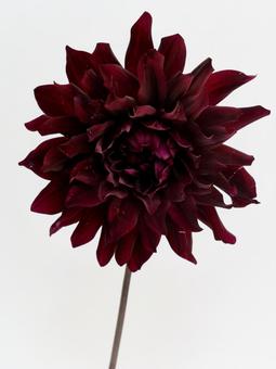 ダリア・黒蝶 ダリア・黒蝶の写真