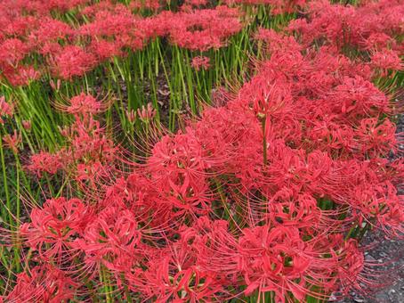 群生する彼岸花(曼珠沙華) 群生する彼岸花(曼珠沙華)の写真