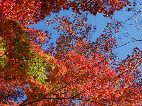 紅葉③ 紅葉③の写真