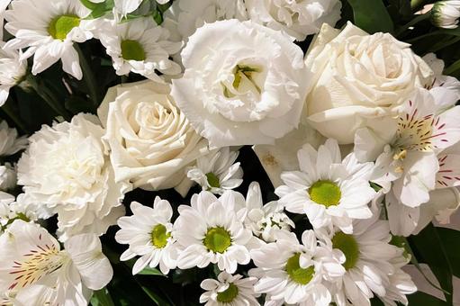 白い花 薔薇,花,バラの写真素材