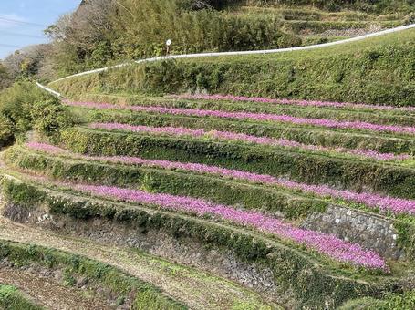 海が見える浜野浦の棚田 海が見える浜野浦の棚田 玄界灘,棚田,佐賀県の写真素材