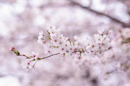 桜 桜 桜,サクラ,花の写真素材