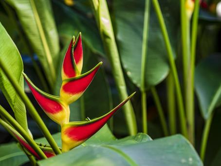 南国を彩るヘリコニア 南国を彩るヘリコニア ヘリコニア,花,赤の写真素材