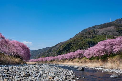 伊豆、早咲きの河津桜並木、早春の風景 伊豆、早咲きの河津桜並木、早春の風景 河津桜,桜,春の写真素材