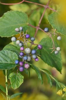 ノブドウ ノブドウ,果実,野草の写真素材