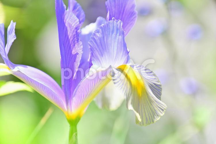 清楚で美しく咲くダッチアイリスの花 ダッチアイリス,アイリス,花の写真素材