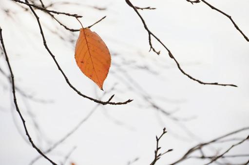 枝に残った紅葉した一枚の葉 自然,秋,紅葉の写真素材