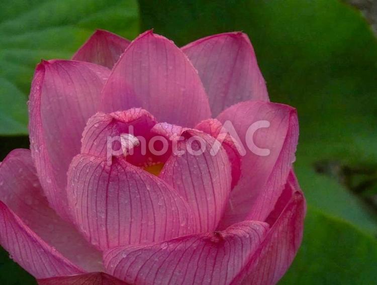 美しい蓮　壁紙画像 ハス,はす,蓮の写真素材