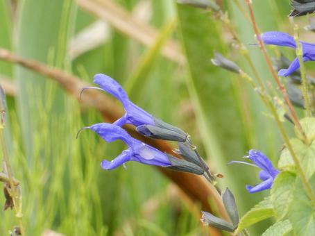 【花の写真】サルビア・ガラニチカ サルビア,サルビア・ガラニチカ,自然の写真素材