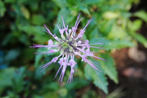 ネコノヒゲ・猫の髭のクローズアップ ネコノヒゲ,ユニーク,ファンタジーの写真素材